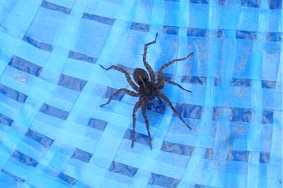 <i>Pardosa</i>