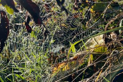<i>Argiope bruennichi</i>
