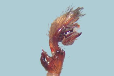<i>Amaurobius erberi</i>