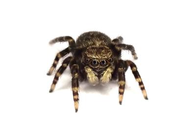 <i>Pseudeuophrys erratica</i>