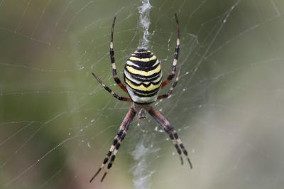 <i>Argiope bruennichi</i>