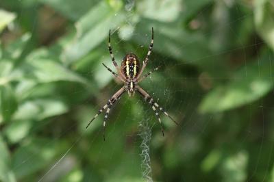 <i>Argiope bruennichi</i>