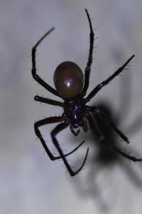 <i>Meta bourneti</i>