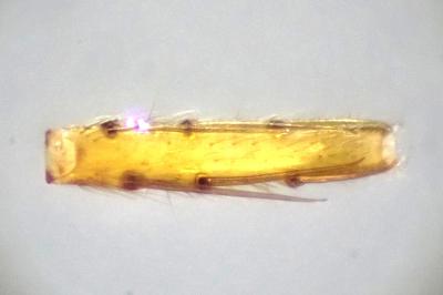 <i>Zora spinimana</i>