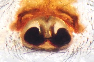 <i>Steatoda nobilis</i>