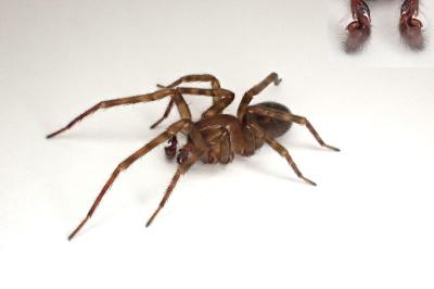 <i>Amaurobius similis</i>