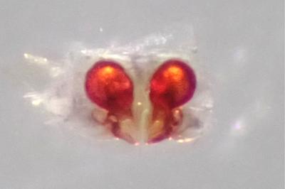 <i>Ero cambridgei</i>