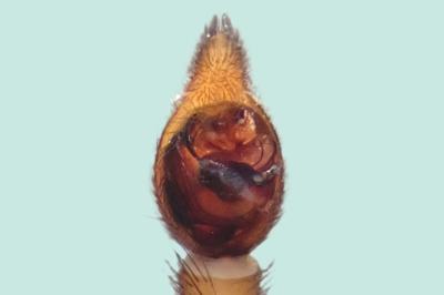 <i>Trochosa terricola</i>