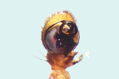 <i>Ozyptila atomaria</i>
