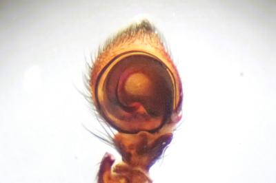 <i>Xysticus kempeleni</i>