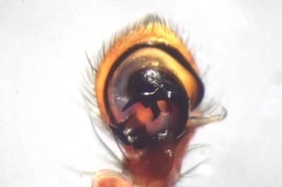 <i>Xysticus cristatus</i>