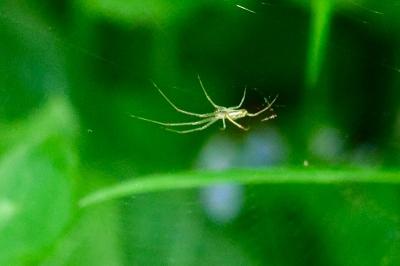 <i>Tetragnatha</i>