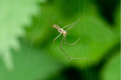 <i>Tetragnatha</i>