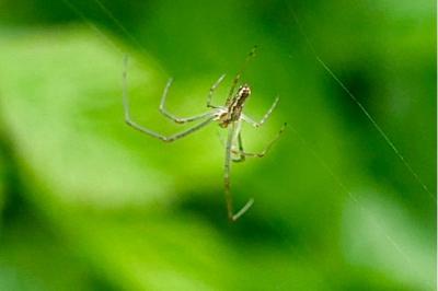 <i>Tetragnatha</i>