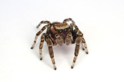 <i>Evarcha falcata</i>