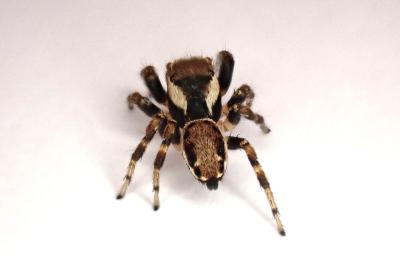 <i>Evarcha falcata</i>
