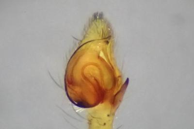 <i>Philodromus albidus</i>