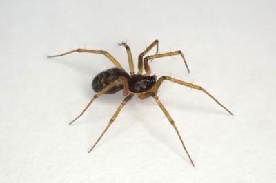<i>Tenuiphantes tenuis</i>