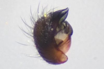 <i>Singa nitidula</i>