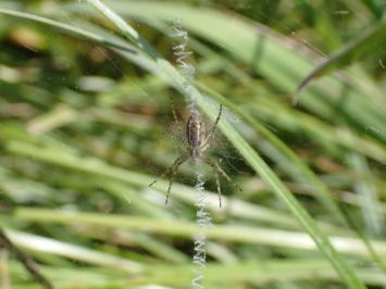 <i>Argiope bruennichi</i>