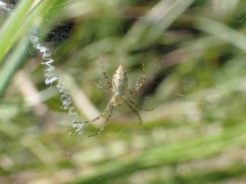 <i>Argiope bruennichi</i>