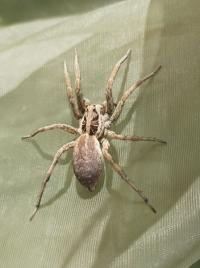 <i>Hogna radiata</i>