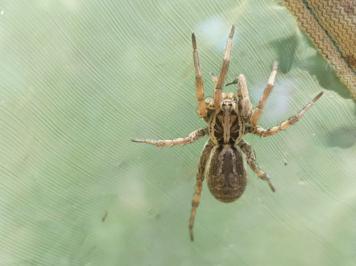 <i>Hogna radiata</i>