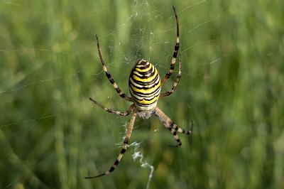 <i>Argiope bruennichi</i>