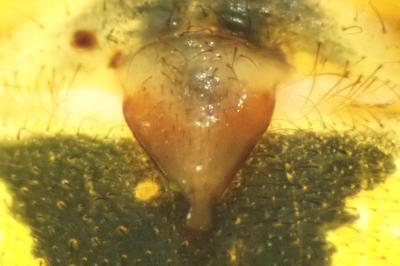 <i>Leviellus thorelli</i>