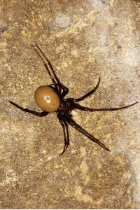 <i>Meta bourneti</i>