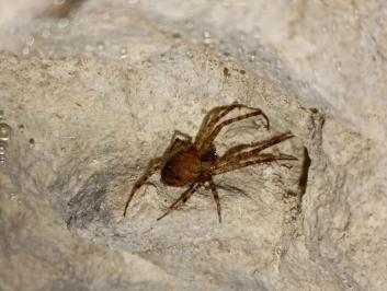 <i>Metellina merianae</i>