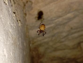 <i>Metellina merianae</i>