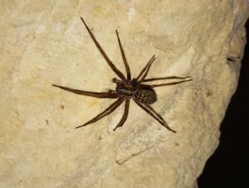 <i>Tegenaria</i>