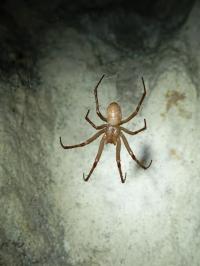 <i>Meta bourneti</i>
