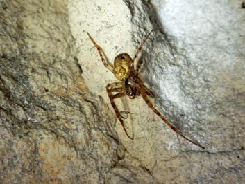 <i>Metellina merianae</i>