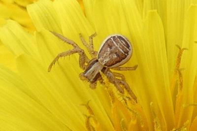 <i>Xysticus lanio</i>