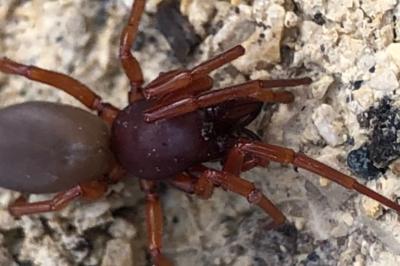 <i>Dysdera crocata</i>