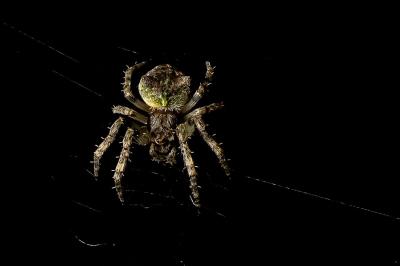 <i>Gibbaranea gibbosa</i>
