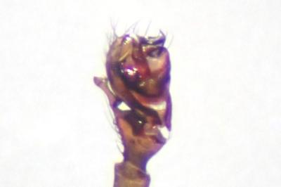 <i>Tiso vagans</i>