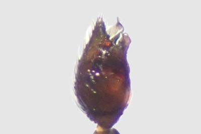 <i>Crustulina sticta</i>