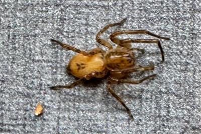 <i>Anyphaena accentuata</i>