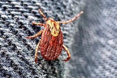 <i>Dermacentor reticulatus</i>