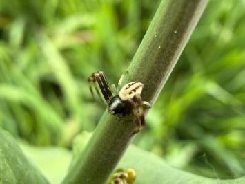 <i>Misumena vatia</i>