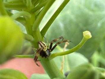 <i>Misumena vatia</i>