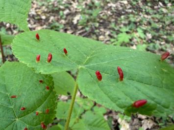 <i>Eriophyes tiliae</i>