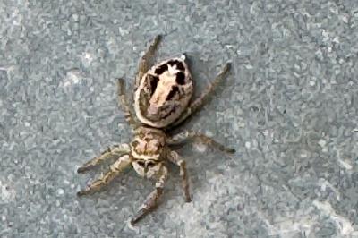 <i>Icius subinermis</i>