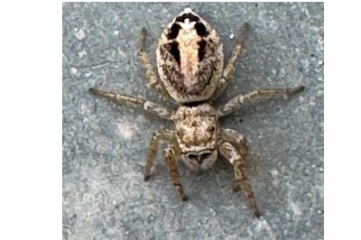 <i>Icius subinermis</i>