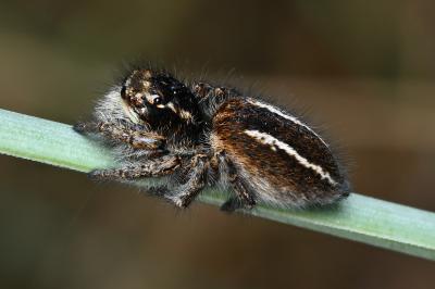 <i>Philaeus chrysops</i>