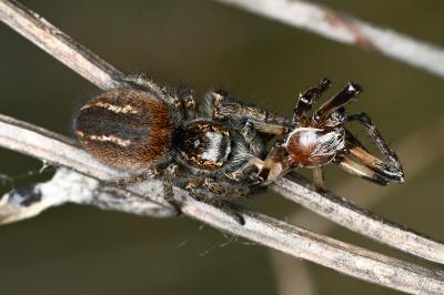 <i>Philaeus chrysops</i>