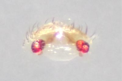 <i>Zodarion italicum</i>